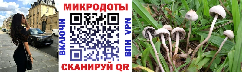 купить наркоту  Пугачёв  Псилоцибиновые грибы Cubensis 